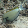 Acanthurus nigricauda 7-9 cm